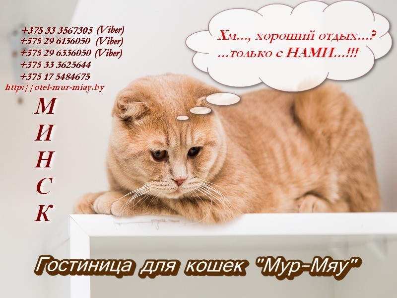 Гостиница для кошек в Минске Мур-Мяу
