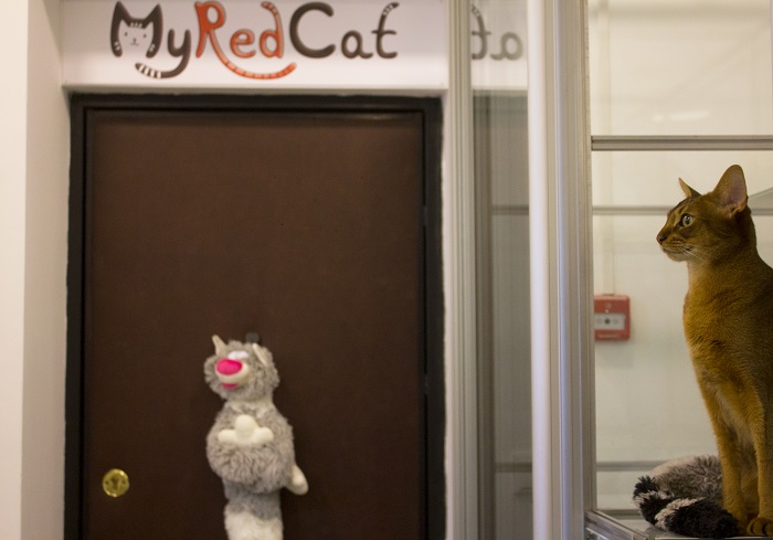 Отель для кошек в Минске MyRedCat