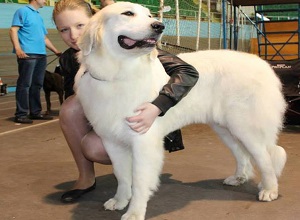 Питомник собак в Беларуси ПАНАМИАН