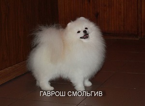 Питомник собак в Беларуси Смольгив-SMOLGIV