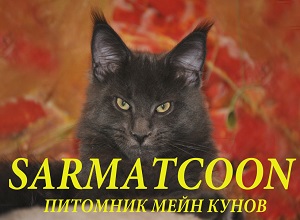 Питомник кошек в Беларуси Sarmatcoon